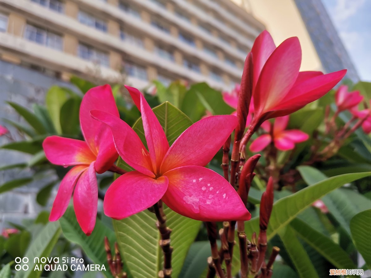 华为nova5ipro手机怎么样好不好用?参数配置详情评测分享