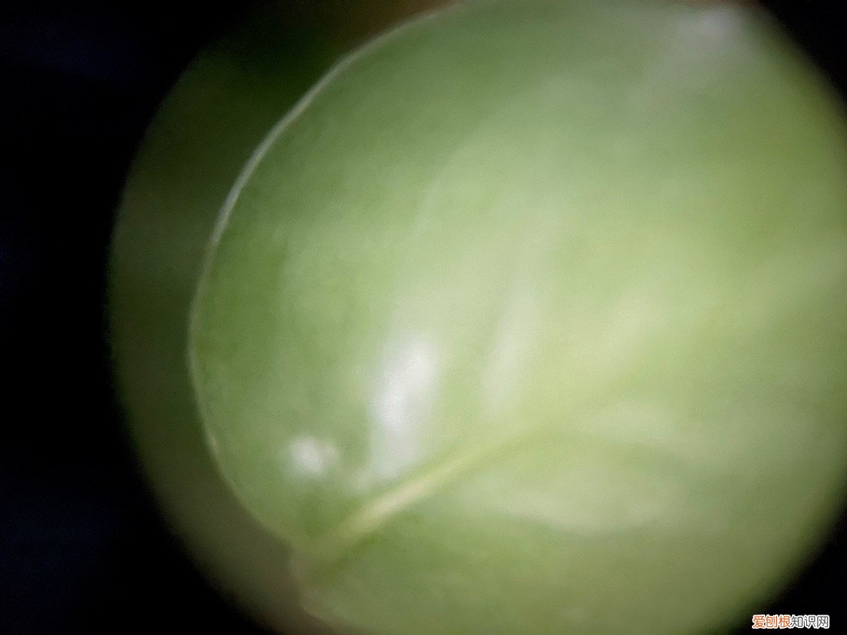 星特朗天文望远镜怎么样?哪一款性价比最高