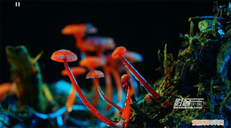 杰科BDP-G5800和BDP-G5700全面对比测评分享