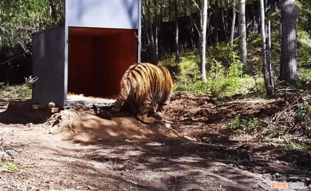 男子开车遇东北虎拦路对视1分钟