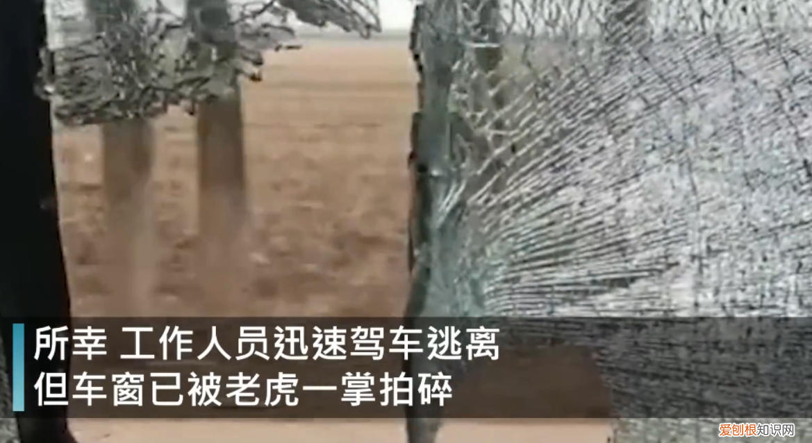 男子开车遇东北虎拦路对视1分钟