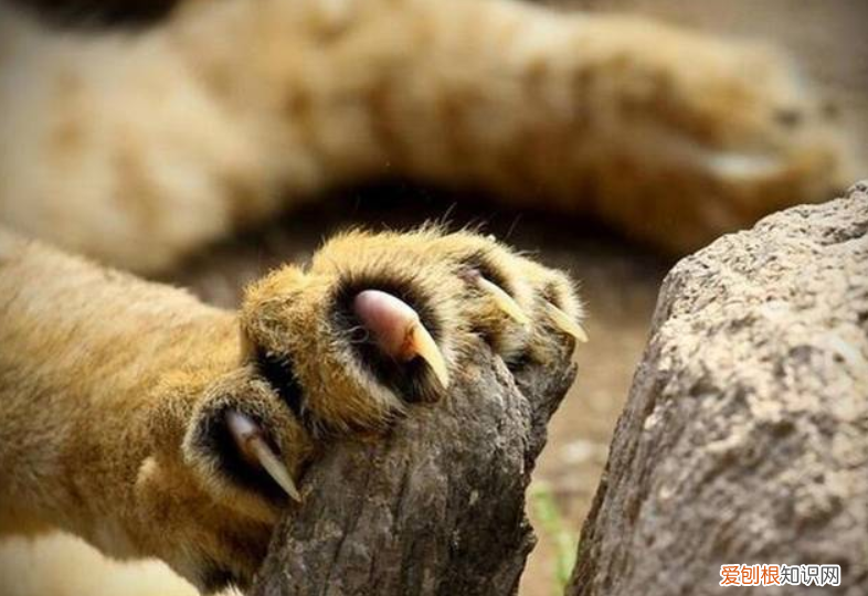 男子开车遇东北虎拦路对视1分钟