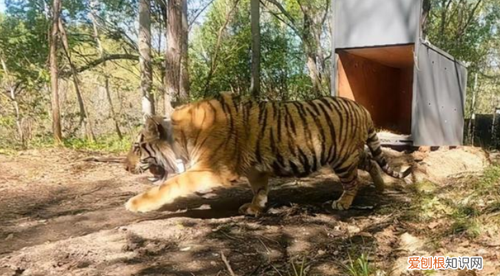 男子开车遇东北虎拦路对视1分钟