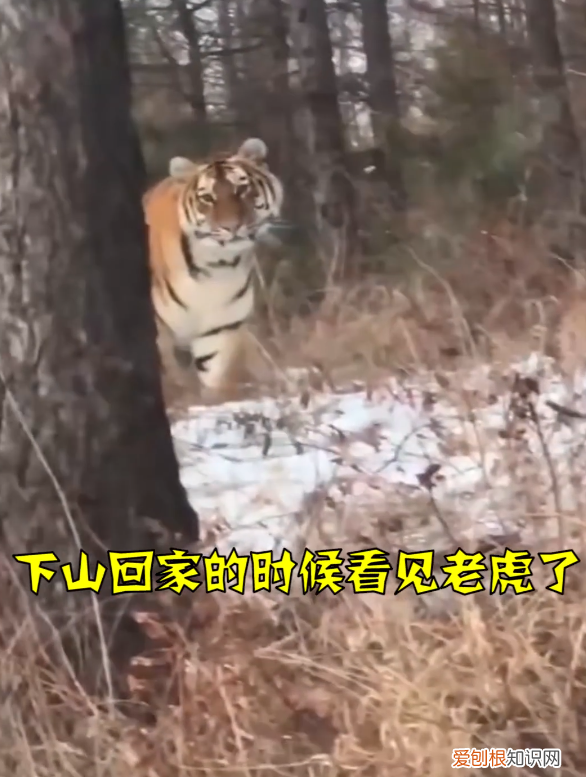 男子开车遇东北虎拦路对视1分钟