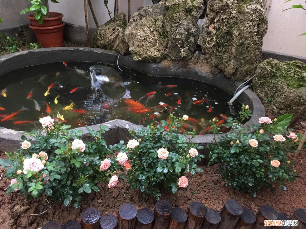 新手养鱼选什么鱼缸?