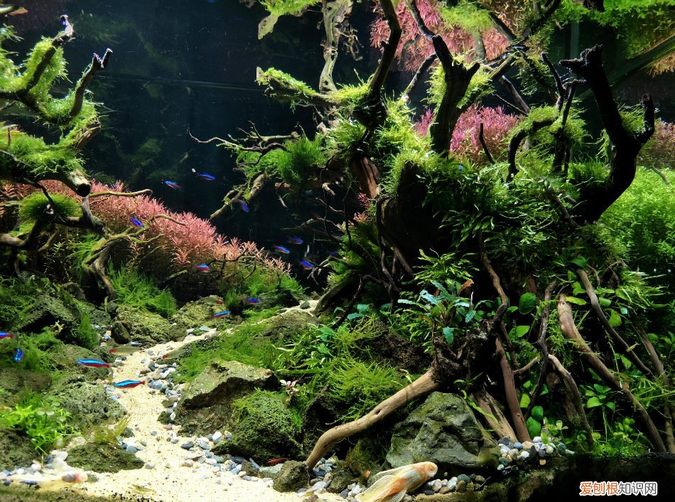 新手养鱼选什么鱼缸?