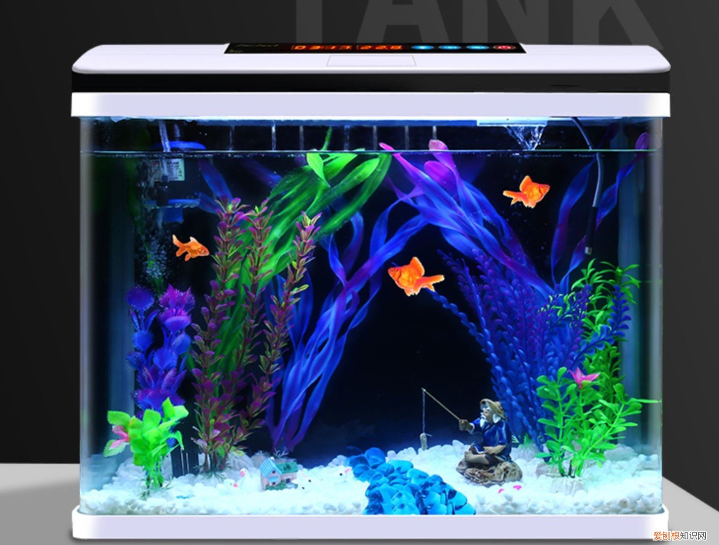 新手养鱼选什么鱼缸?