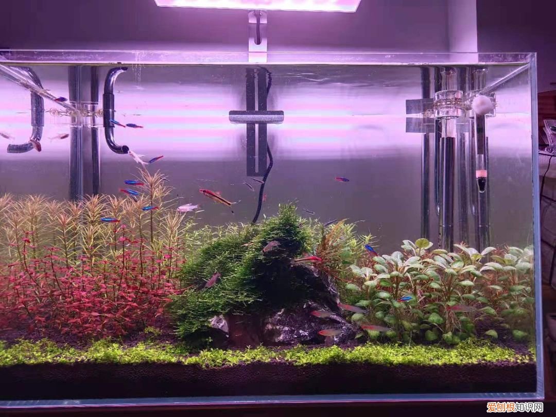 新手养鱼选什么鱼缸?