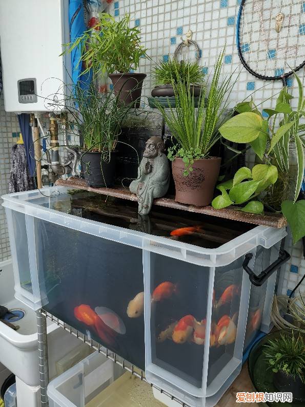 新手养鱼选什么鱼缸?