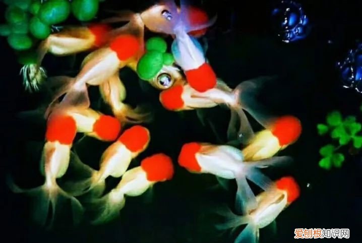 新手养鱼选什么鱼缸?