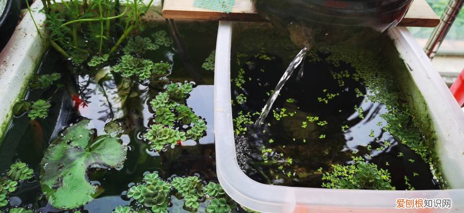 新手养鱼选什么鱼缸?