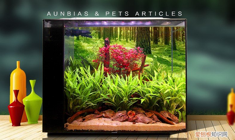 新手养鱼选什么鱼缸?
