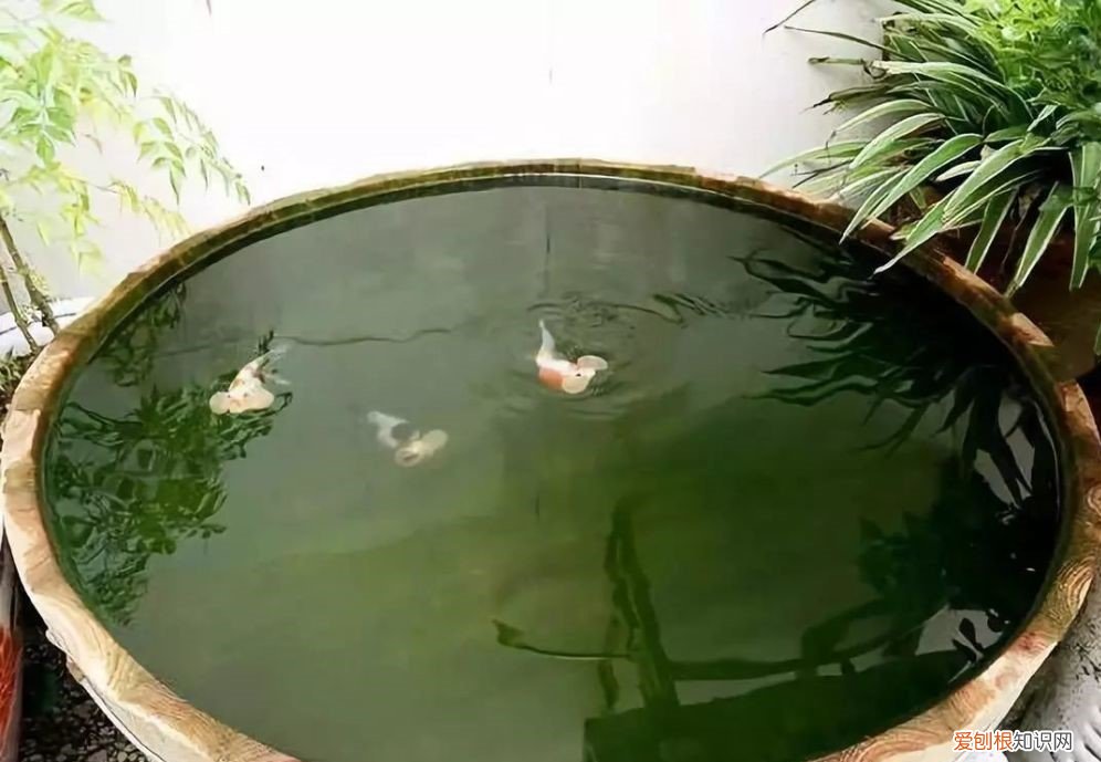 新手养鱼选什么鱼缸?