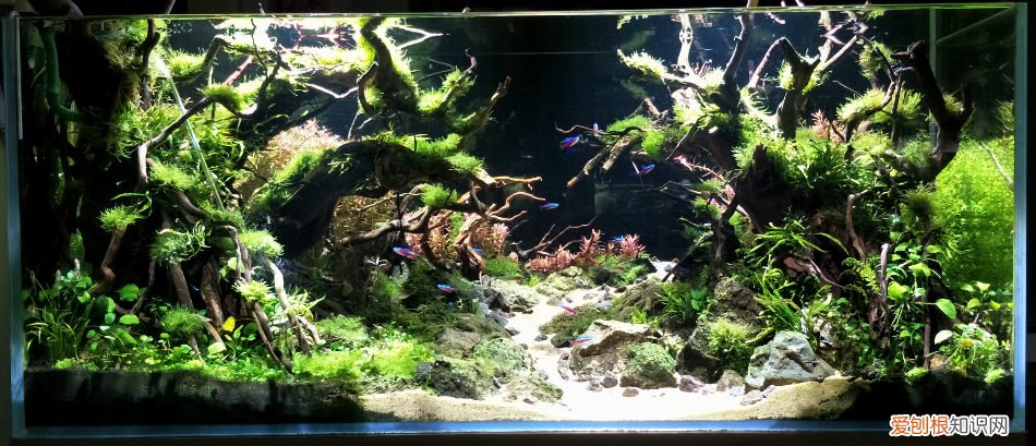 新手养鱼选什么鱼缸?