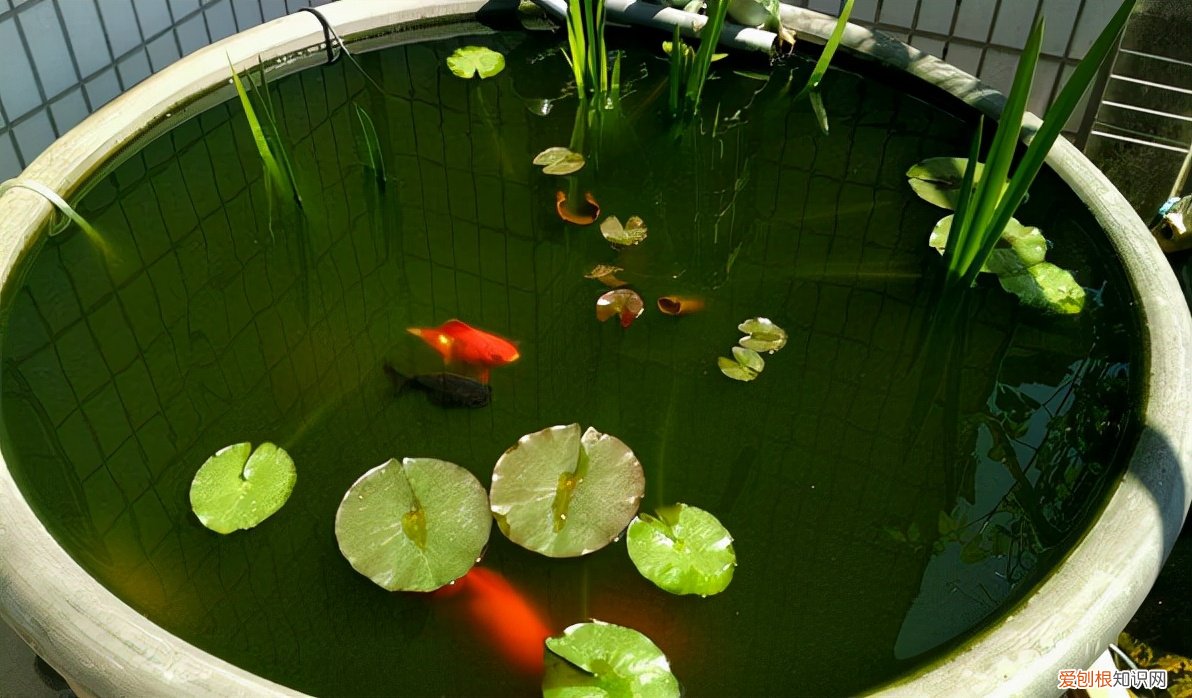 新手养鱼选什么鱼缸?