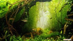 新手养鱼选什么鱼缸？