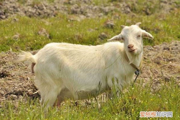 现在养殖什么好养又赚钱投资小