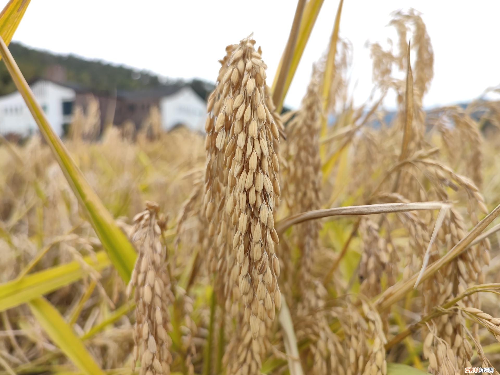 小米MIX FOLD折叠屏手机,评测优缺点值得买吗?