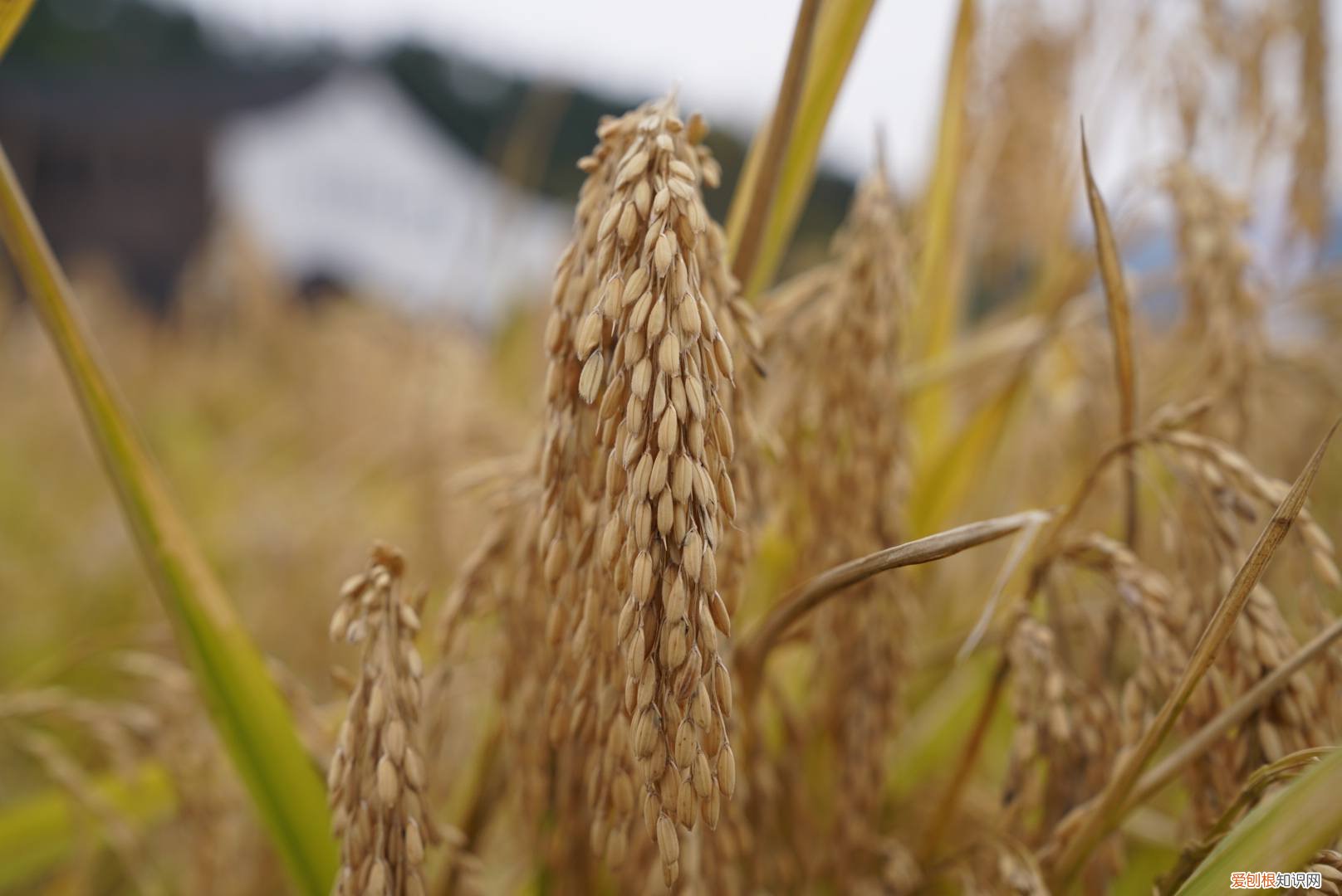 小米MIX FOLD折叠屏手机,评测优缺点值得买吗?