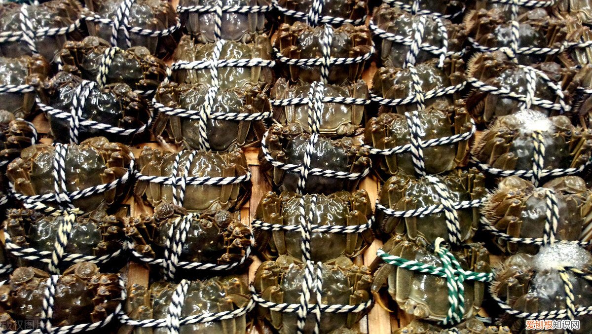 活螃蟹怎样保存，能保存多久？死螃蟹为什么不能吃，你知道吗?