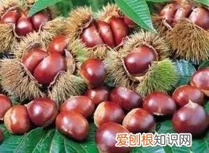 一年四季水果自然成熟时间表