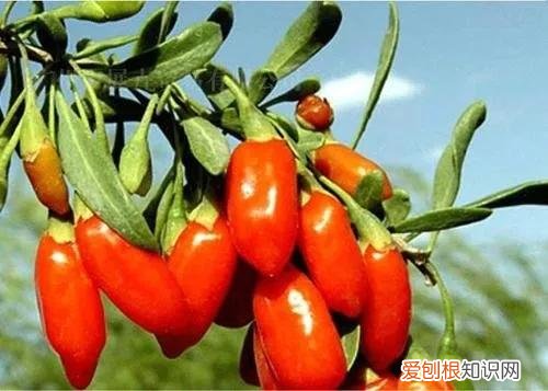 一年四季水果自然成熟时间表