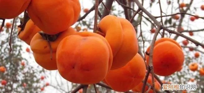 一年四季水果自然成熟时间表