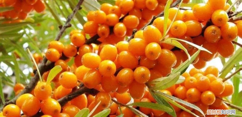 一年四季水果自然成熟时间表