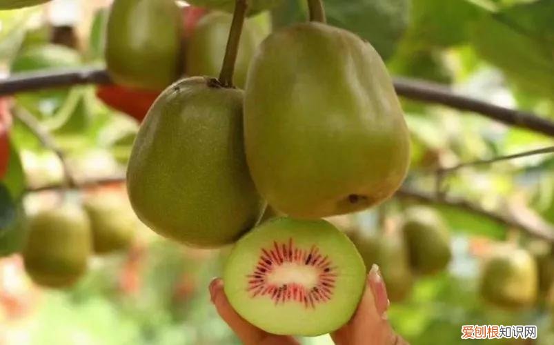 一年四季水果自然成熟时间表