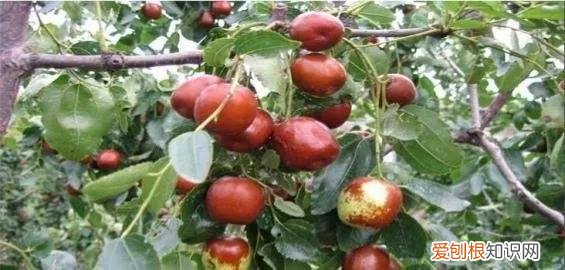 一年四季水果自然成熟时间表