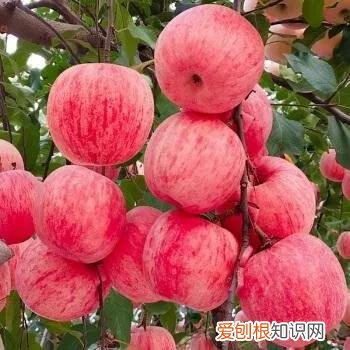 一年四季水果自然成熟时间表