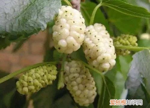 一年四季水果自然成熟时间表