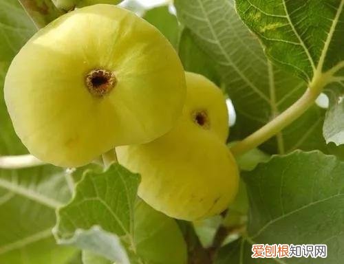 一年四季水果自然成熟时间表