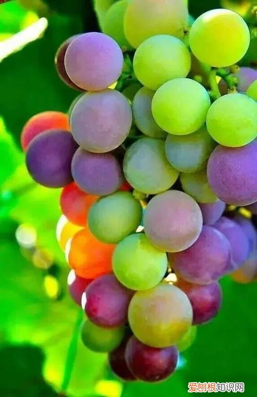 一年四季水果自然成熟时间表