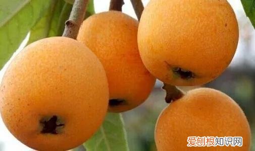 一年四季水果自然成熟时间表