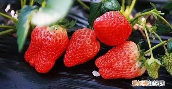 一年四季水果自然成熟时间表