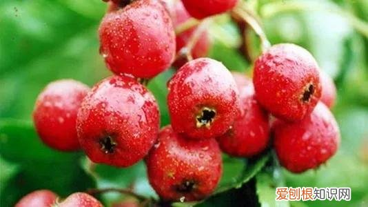 一年四季水果自然成熟时间表