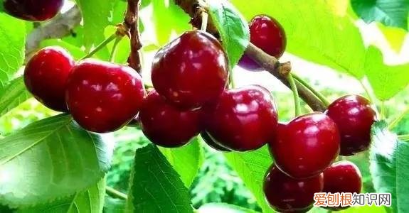 一年四季水果自然成熟时间表