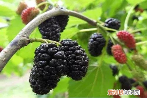 一年四季水果自然成熟时间表