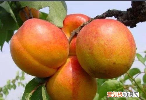 一年四季水果自然成熟时间表