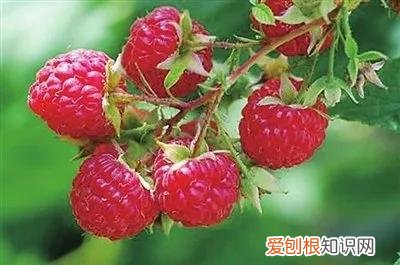 一年四季水果自然成熟时间表